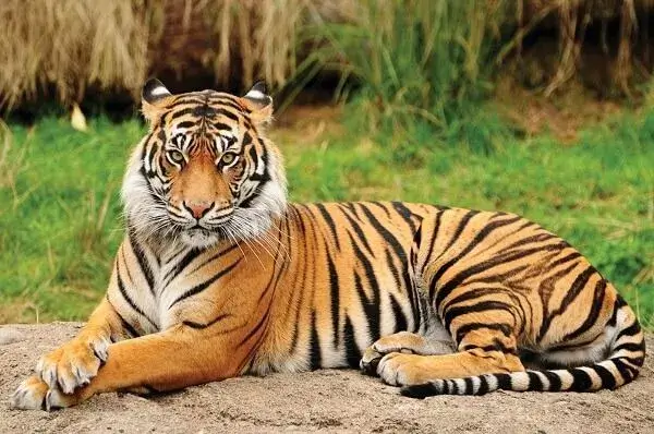 bengal tiger