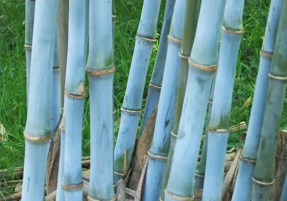 blue bamboo