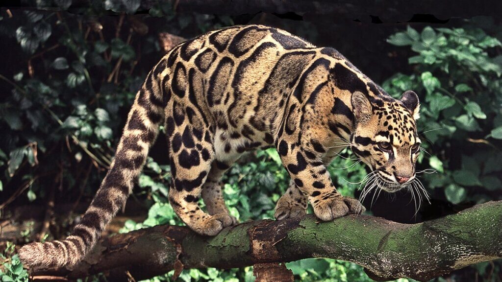 clouded leopard