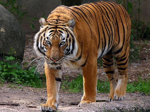 Indochinese tiger