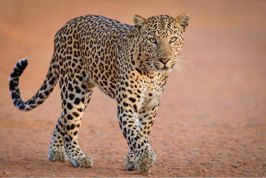 leopard