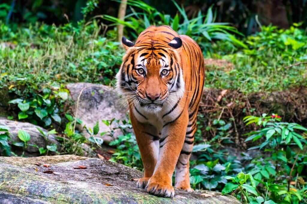 Malayan tiger