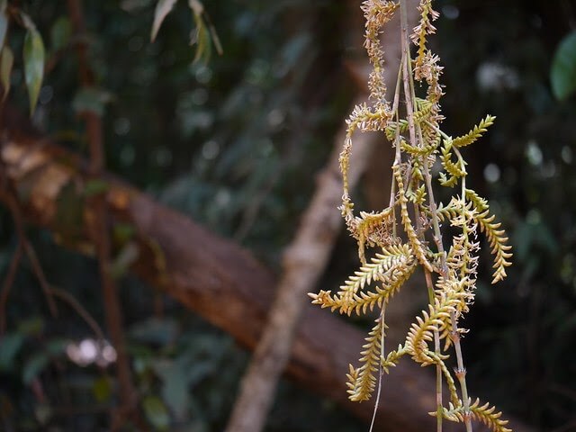 rattan flower 