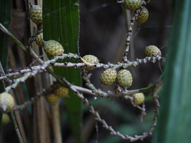 rattan fruit