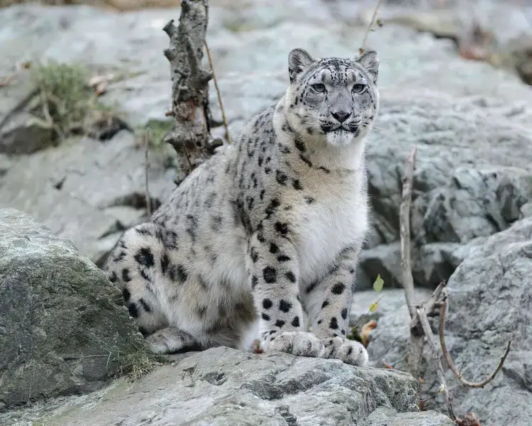 snow leopard