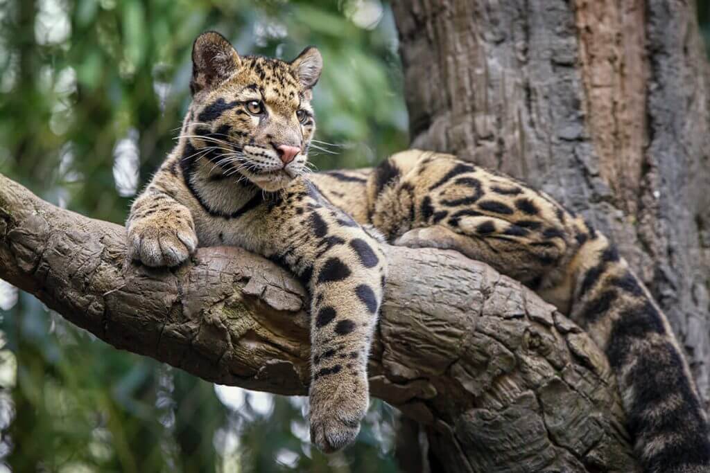 sunda clouded leopard