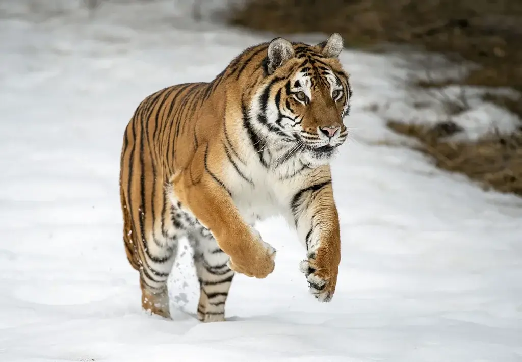 siberian tiger