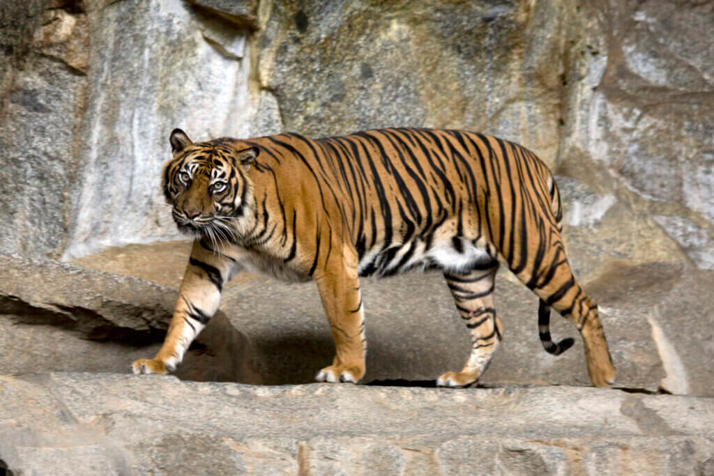 sumatran tiger