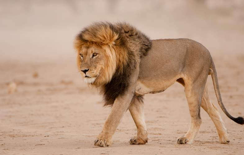 African Lion