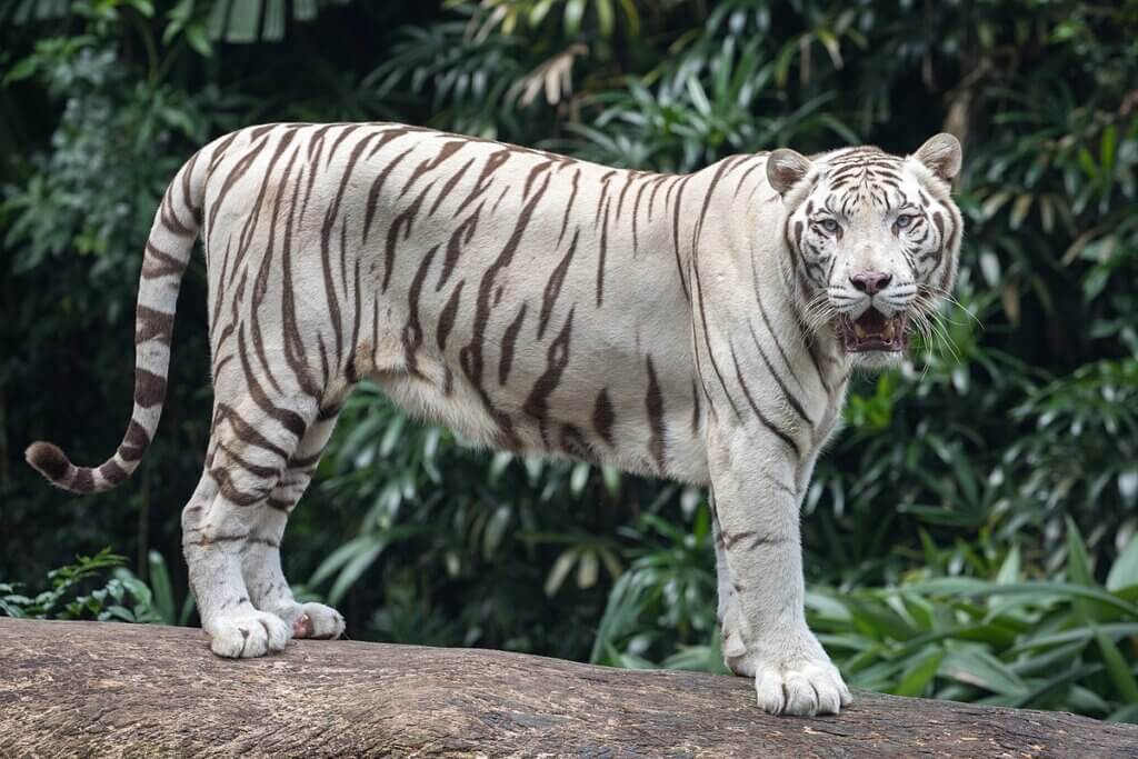 white tiger