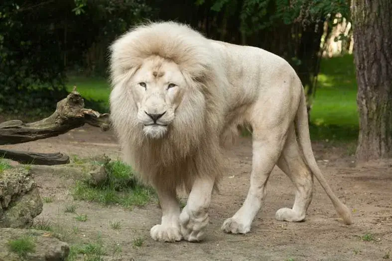 white lion