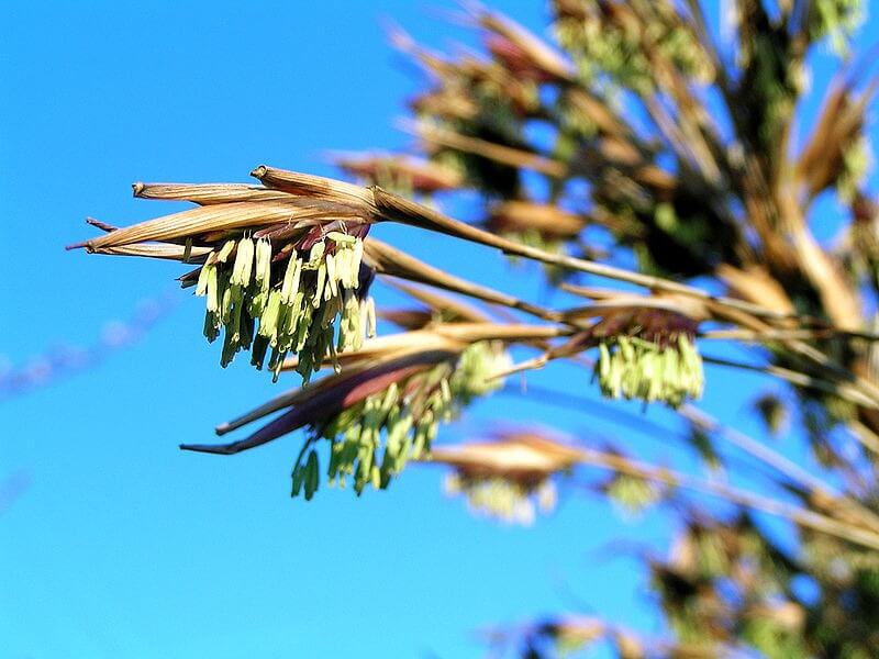 Bamboo flower