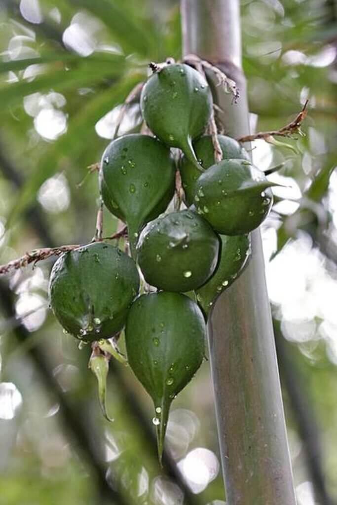 Bamboo fruit