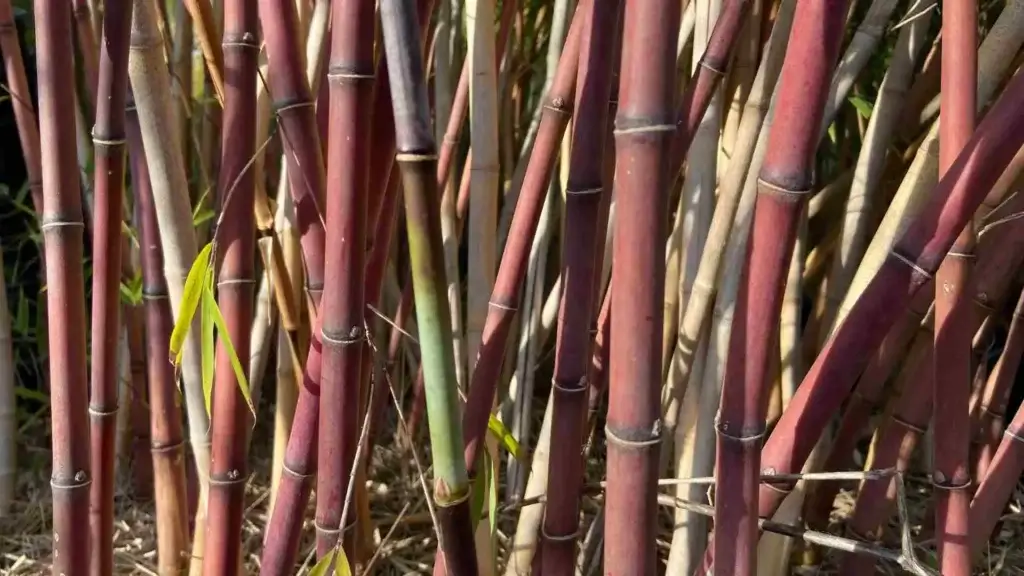 brown bamboo