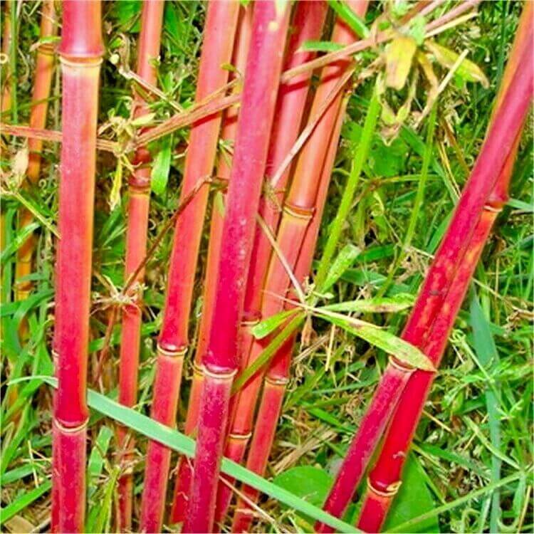 red bamboo