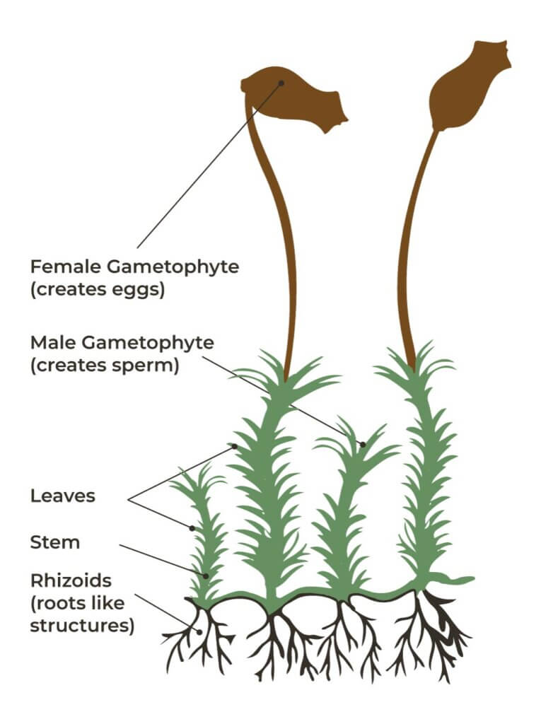 Magic of Moss facts