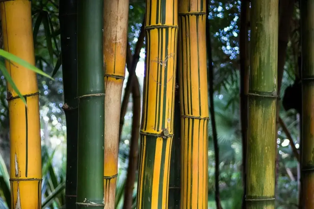 striped bamboo