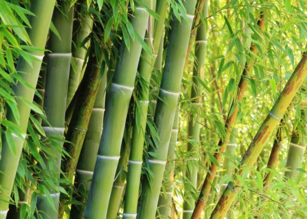 Bamboo plant