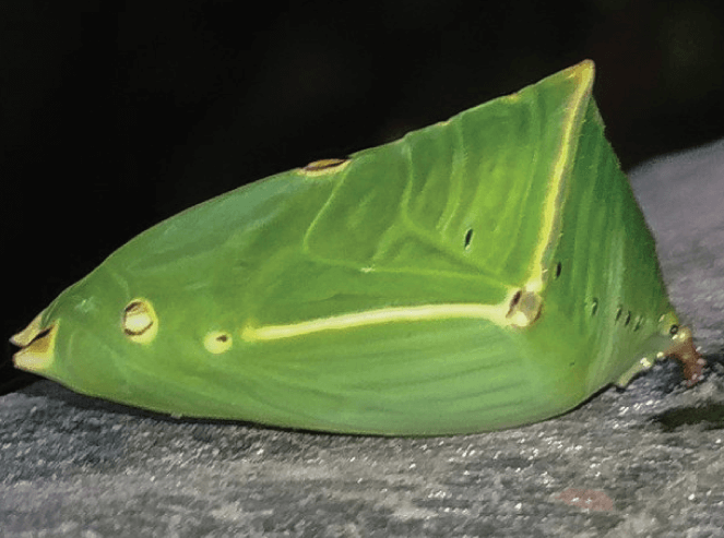 Mango tree as a host plant