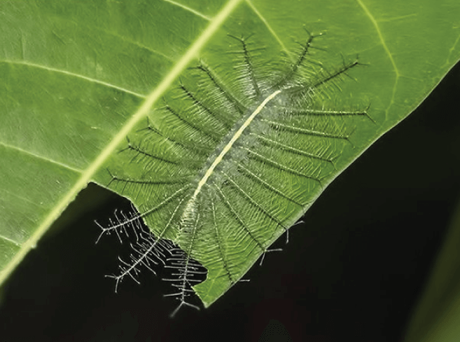 Mango tree as a host plant