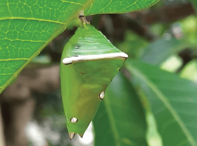 Mango tree as a host plant