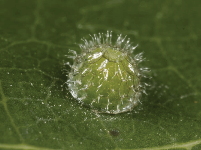 Mango tree as a host plant