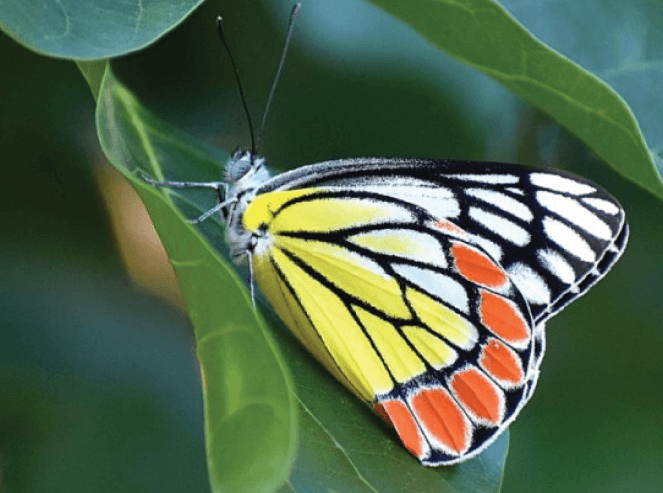 Mango tree as a host plant