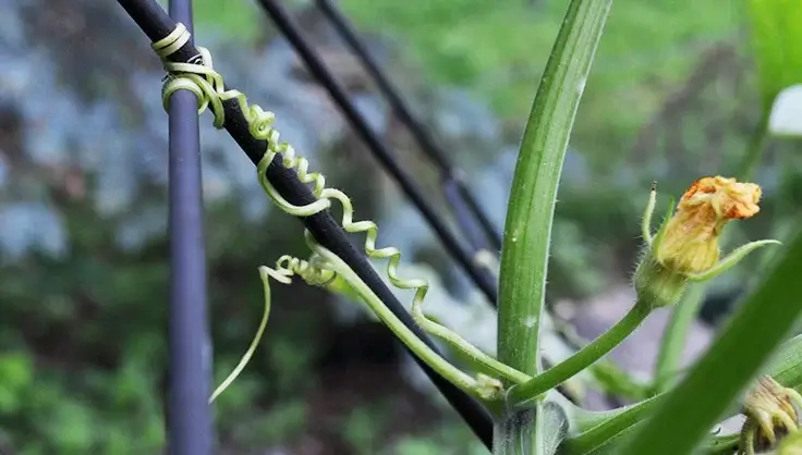 How-to-take-care-of-a-baby-plant-after-planting-it