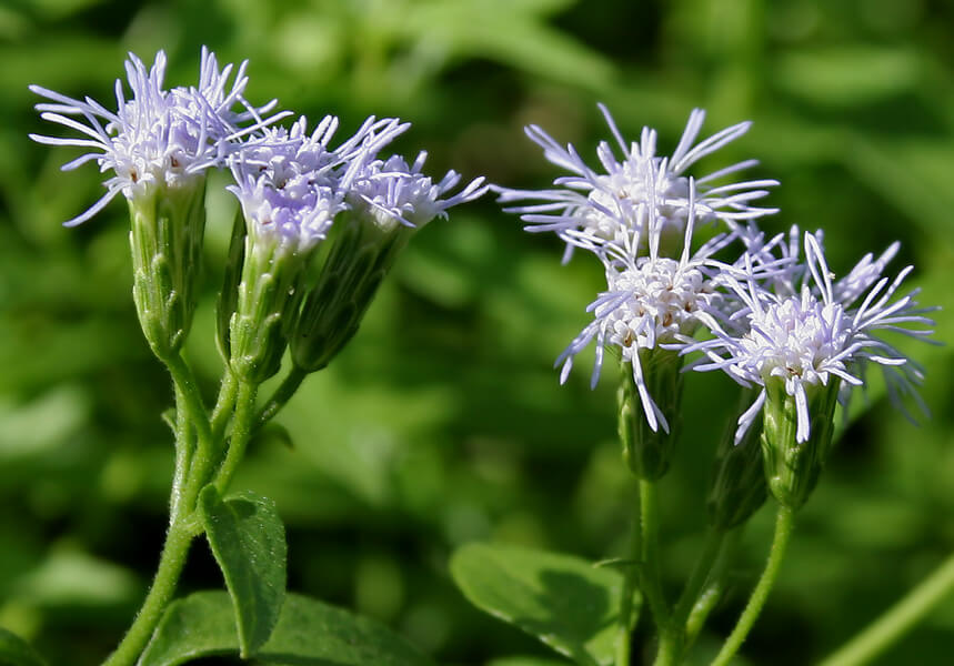 invasive plants india