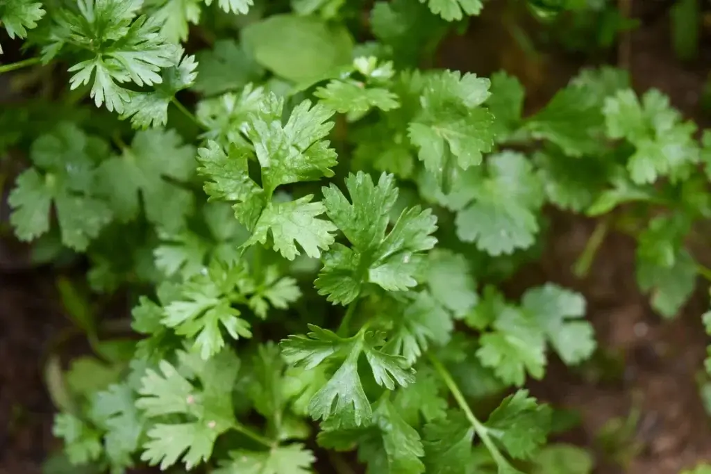 How-to-take-care-of-a-baby-plant-after-planting-it