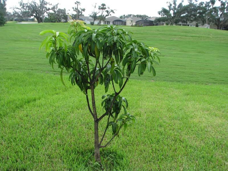 How-to-take-care-of-a-baby-plant-after-planting-it