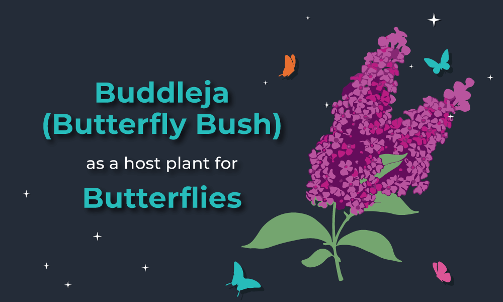 Buddleja (Butterfly Bush)