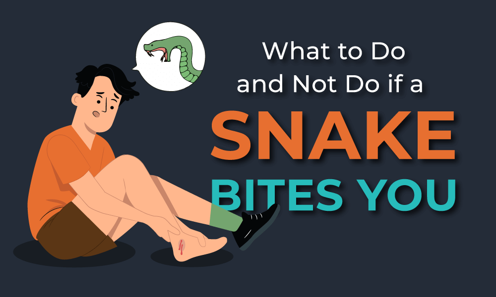 snake bites