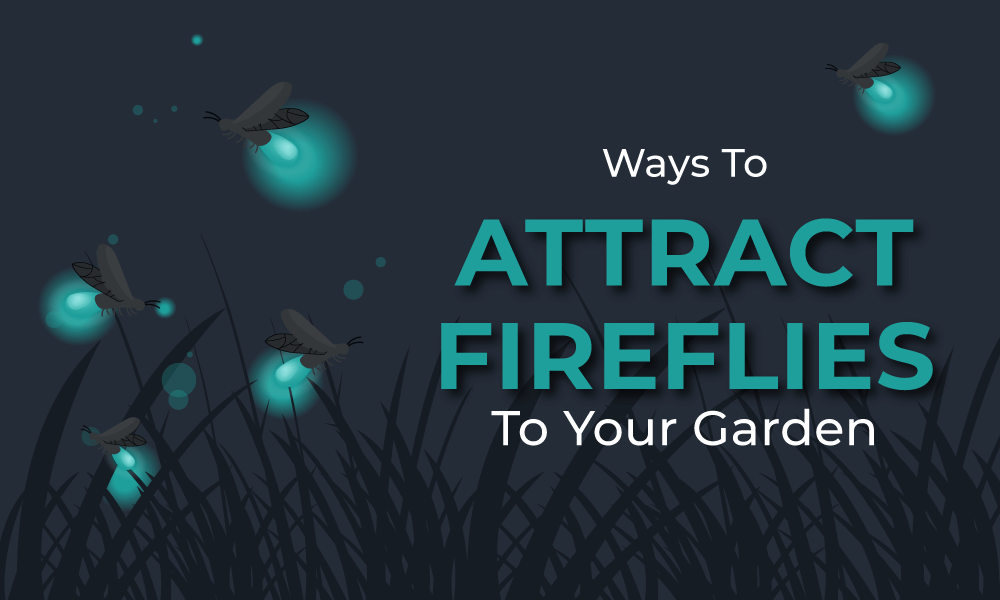 Ways To Attract Fireflies To Your Garden