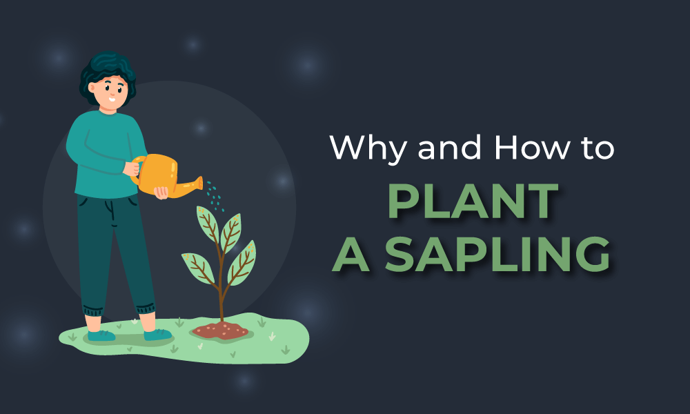 why-and-how-to-plant-a-sapling