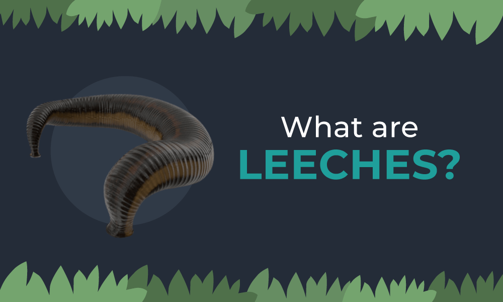 what-are-leeches