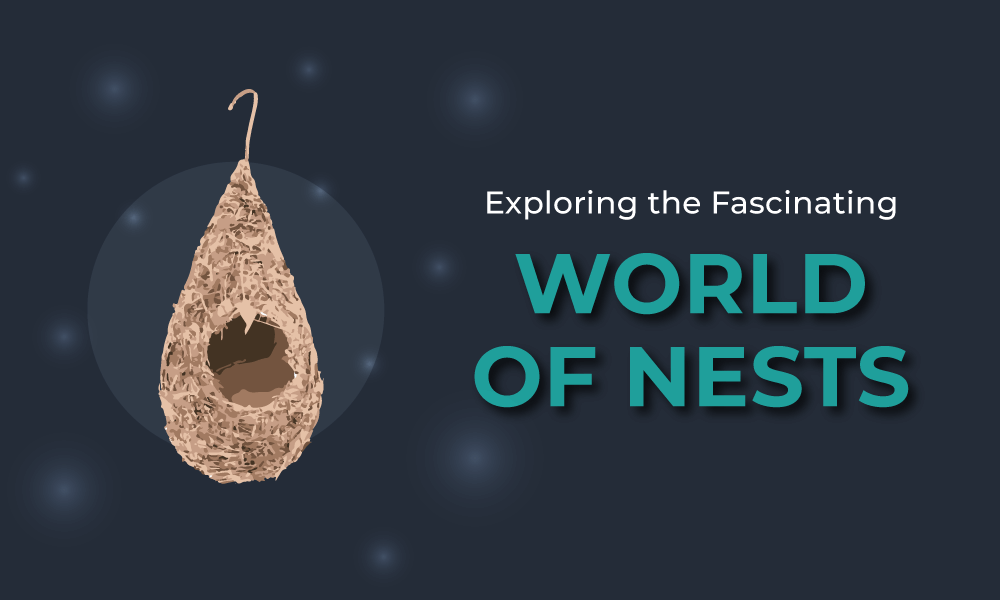 Exploring the Fascinating World of Nests