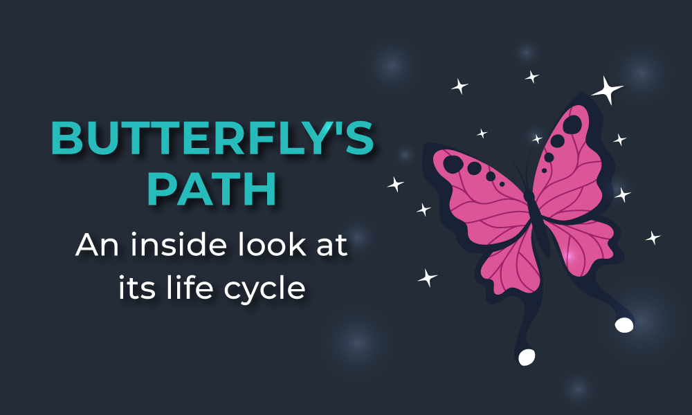 butterfly life cycle