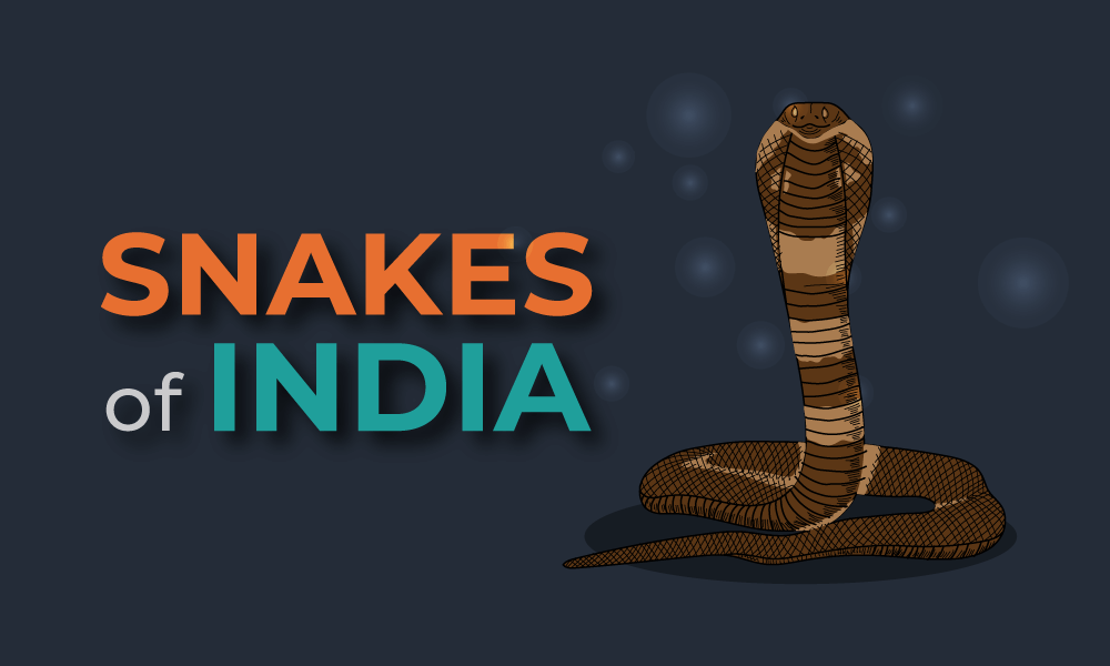 snakes-of-india