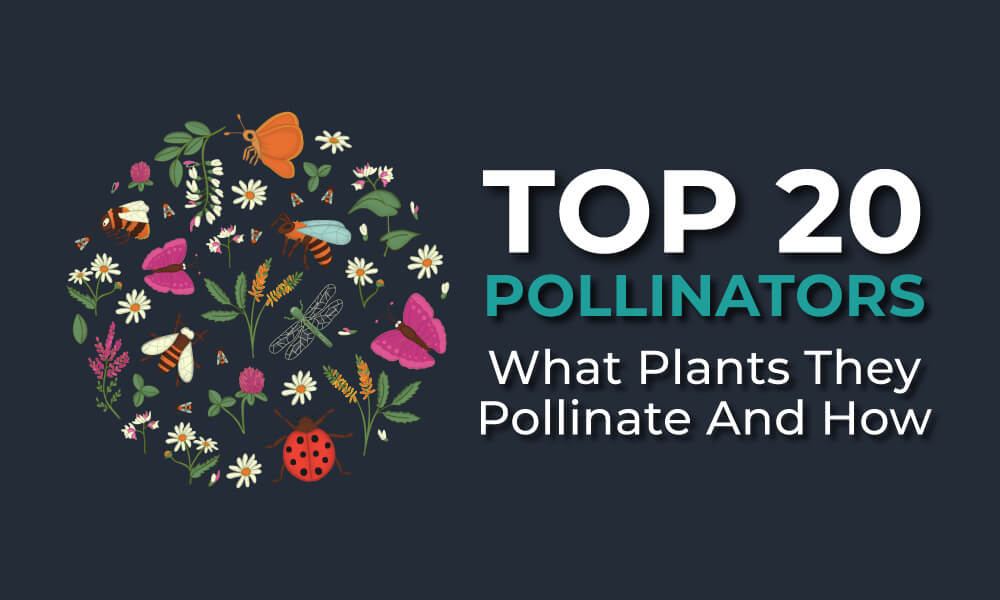 top 20 pollinator