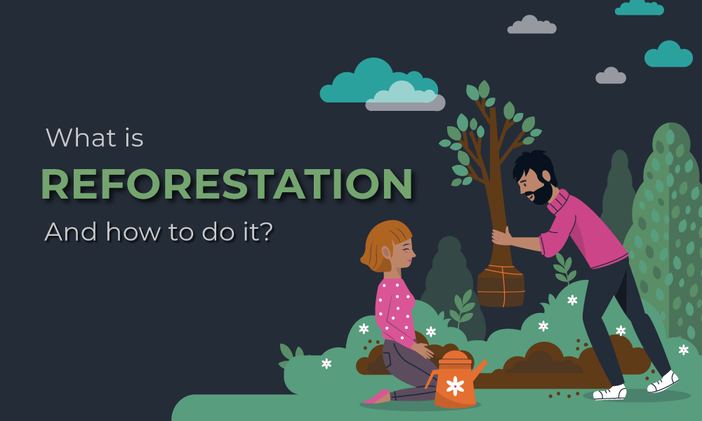 what is reforestation